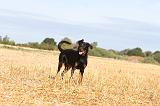 BEAUCERON - PUPPIES 039